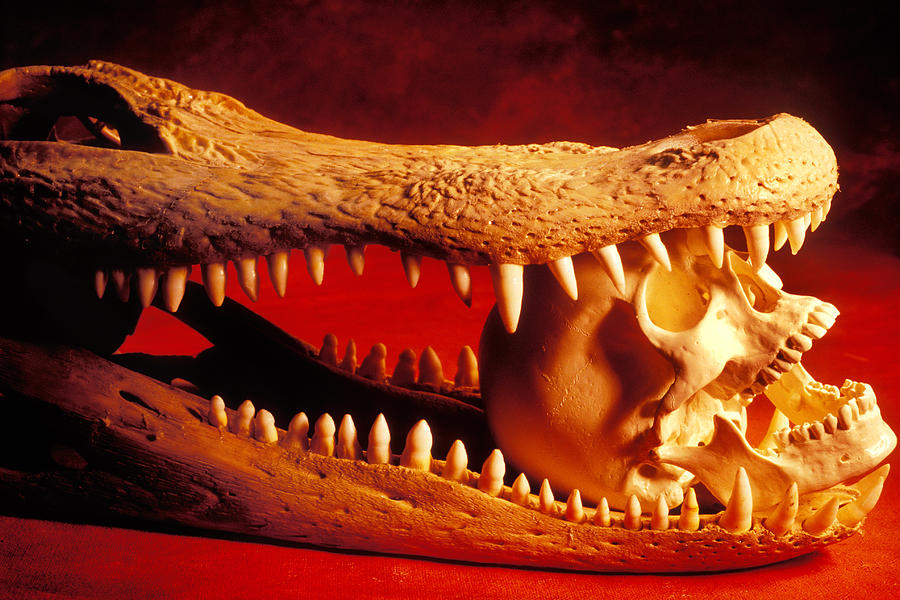 Jaws Photograph - Human skull  alligator skull by Garry Gay