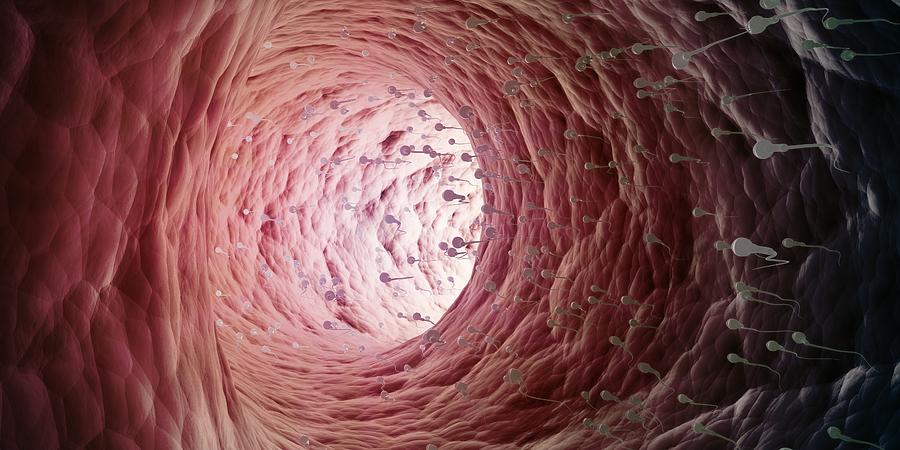 Human Sperm Cells, Artwork Digital Art by Andrzej Wojcicki