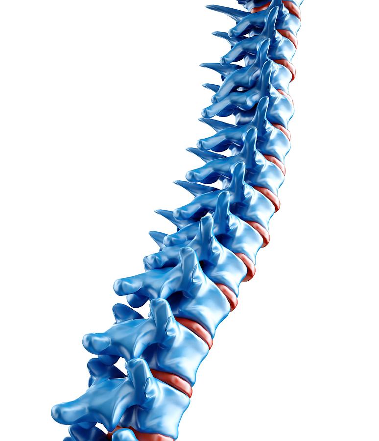 Human Spine, Artwork Digital Art by Andrzej Wojcicki
