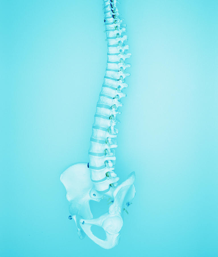 Skeleton Photograph - Human Spine by Lawrence Lawry