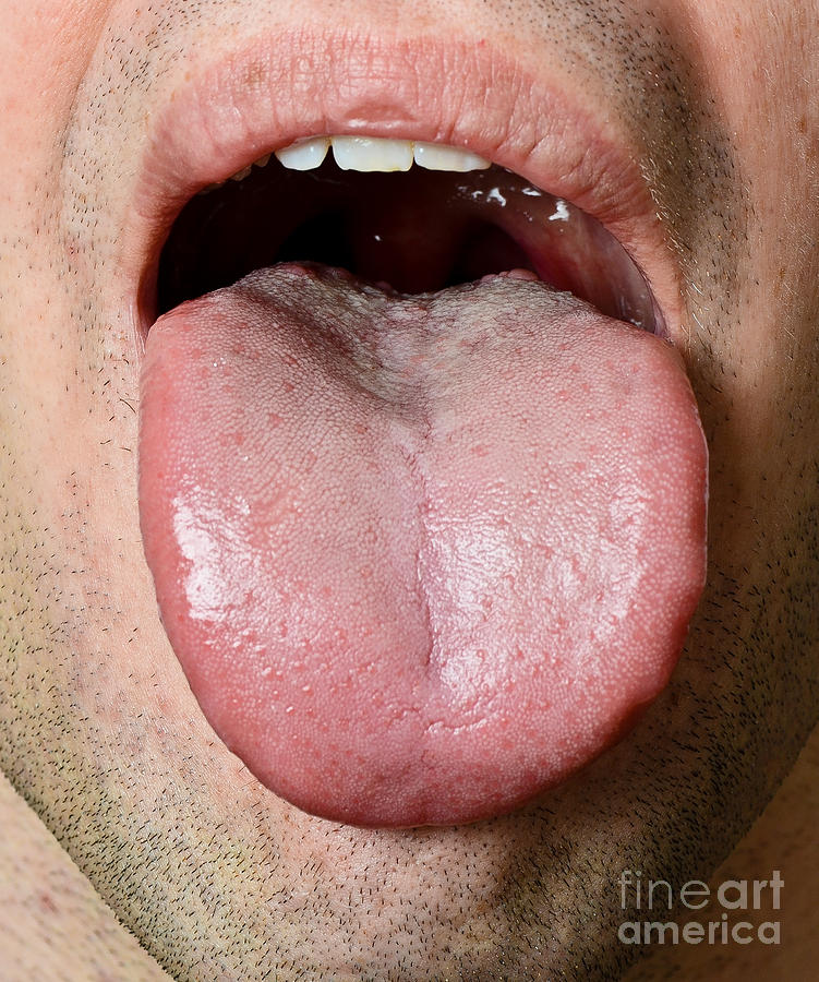 Human Tongue Photograph by Photo Researchers