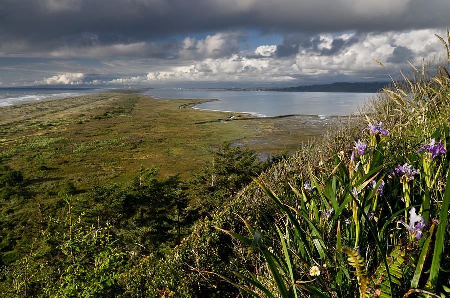 Humboldt Bay in Spring Photograph by Greg Nyquist