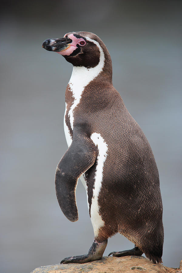 Humboldt Penguin Spheniscus Humboldti Photograph by Cyril Ruoso