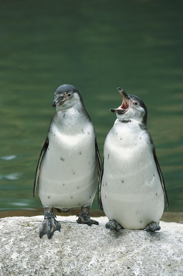 Humboldt Penguin Spheniscus Humboldti Photograph by Konrad Wothe