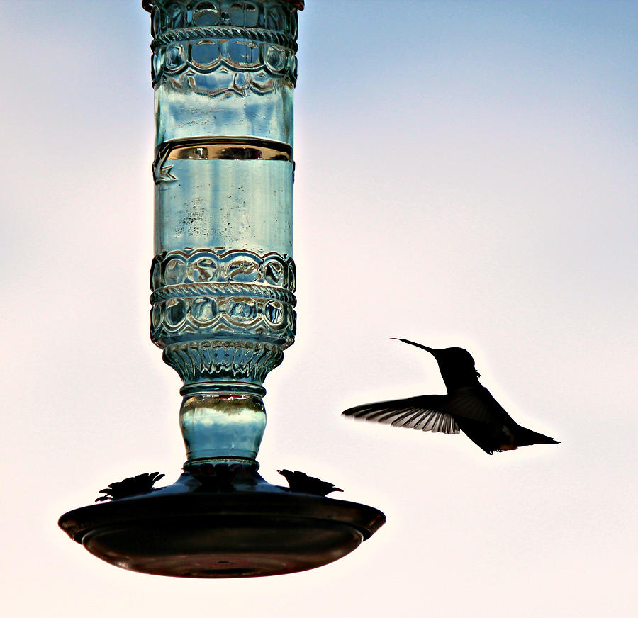 Hummer at the Feeder Photograph by Jo Sheehan