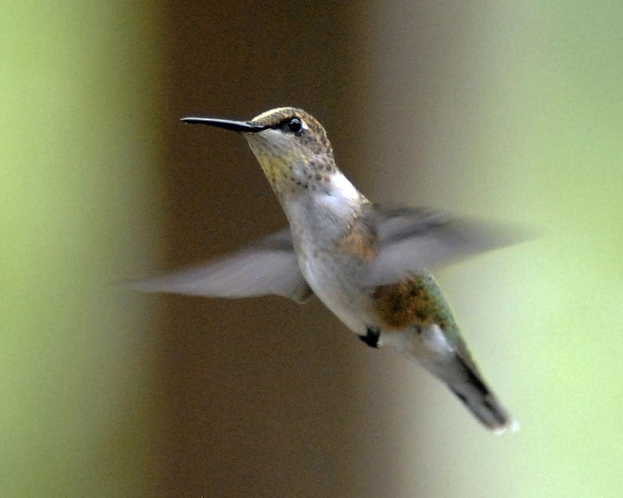 Hummer Photograph by Don Wolf