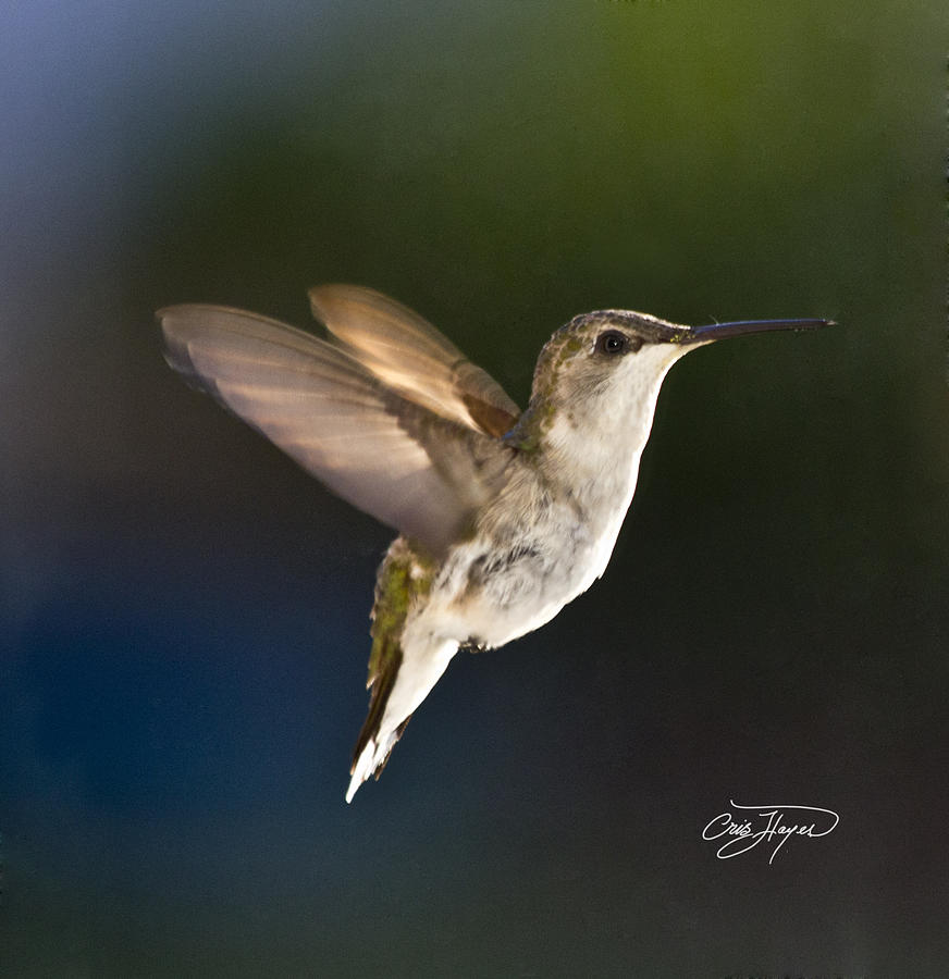 Hummingbird Photograph - Hummer In Spring Morning Sunshine - Artist Cris Hayes by Cris Hayes