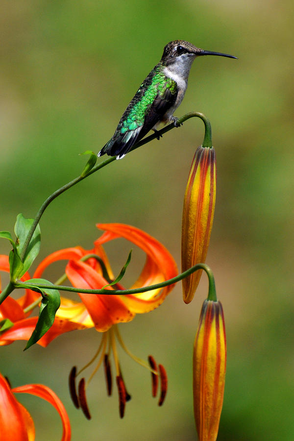 Hummer Resting on Lily Photograph by Alan Lenk