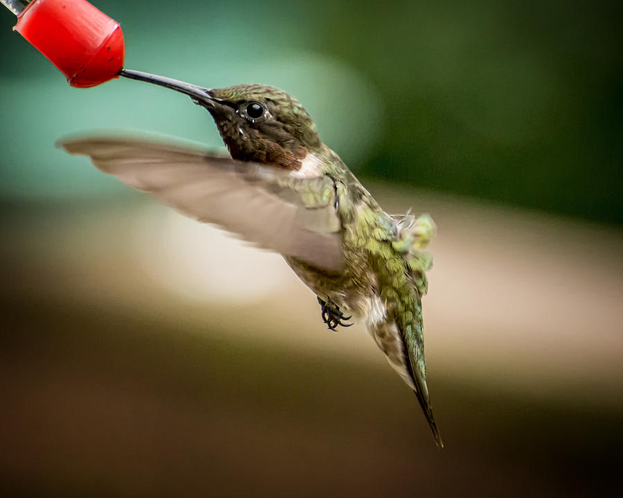 Bird Photograph - Hummers in the Garden Three by Michael Putnam