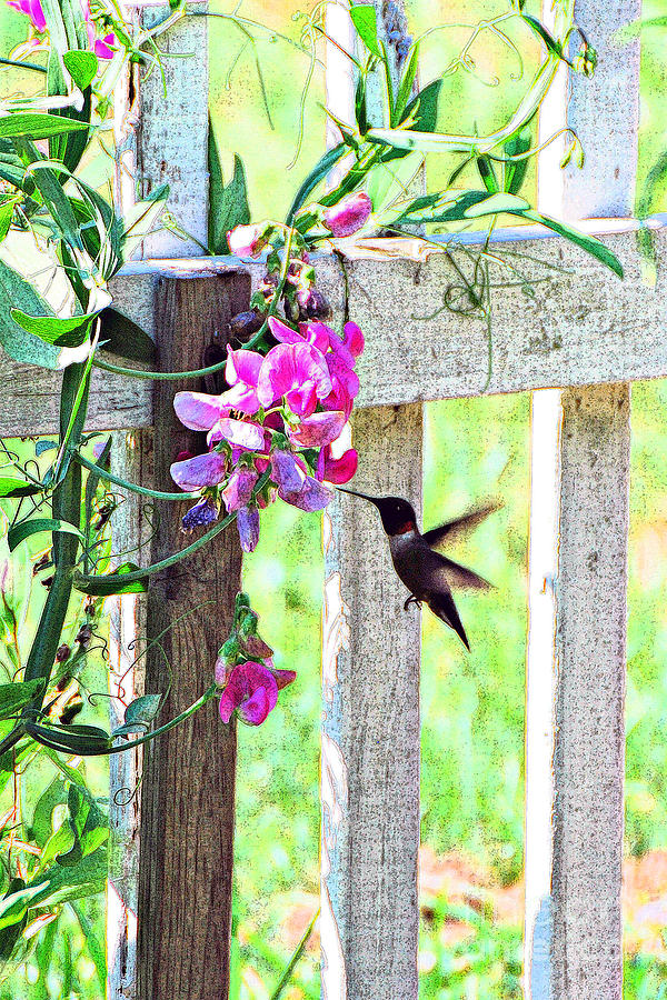 Humming Bird and Sweet Pea Photograph by Lila Fisher-Wenzel