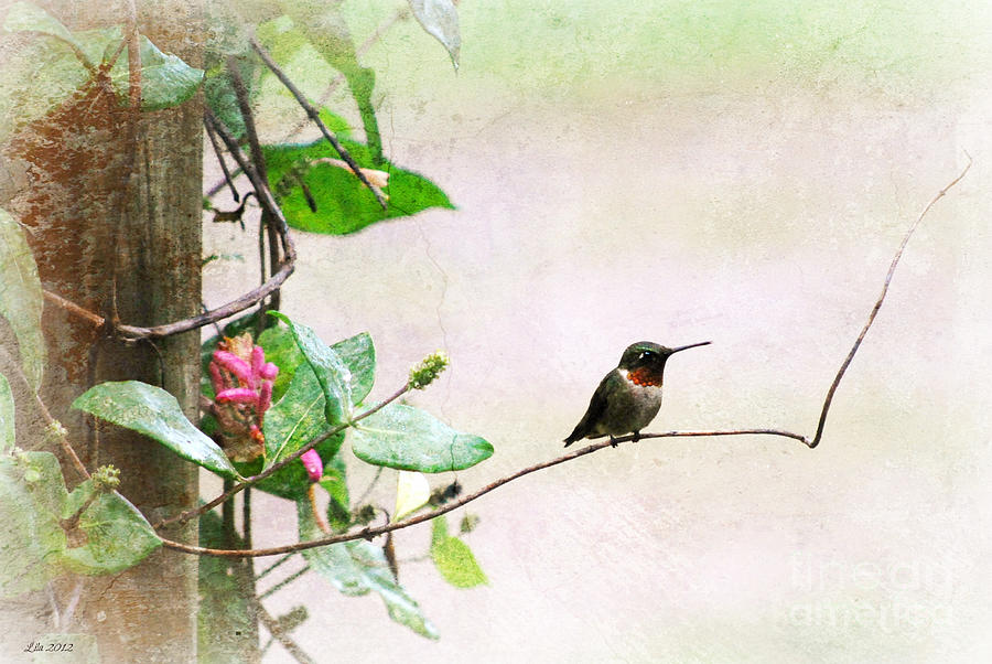 Humming Bird Photograph by Lila Fisher-Wenzel