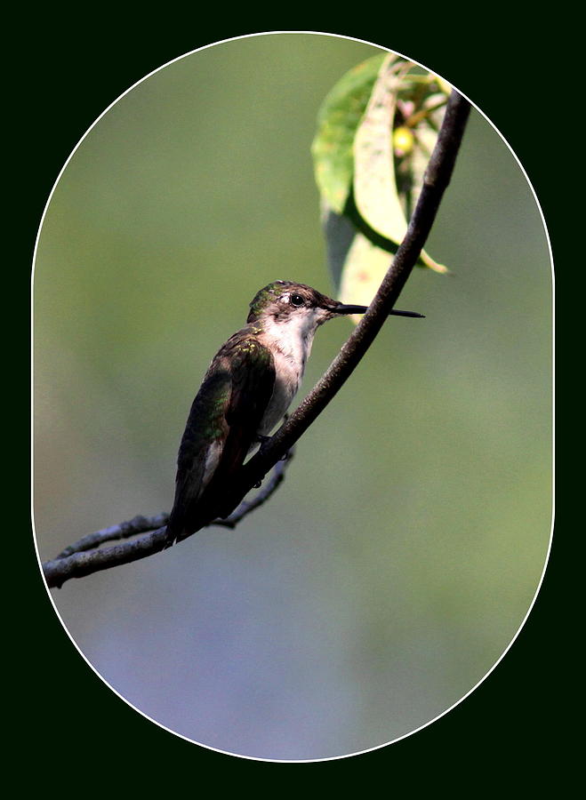 Hummingbird - Just Chilling Photograph by Travis Truelove