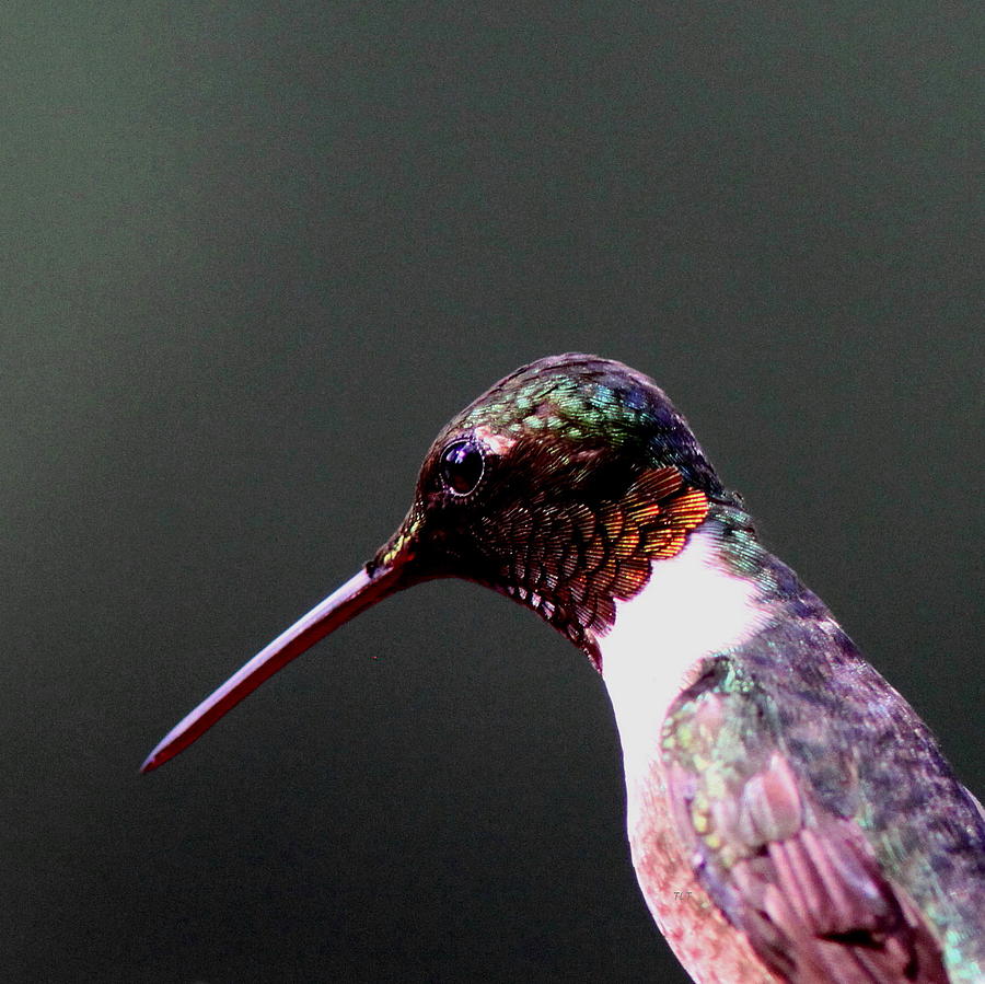 Hummingbird - Perfect Speciman Photograph by Travis Truelove