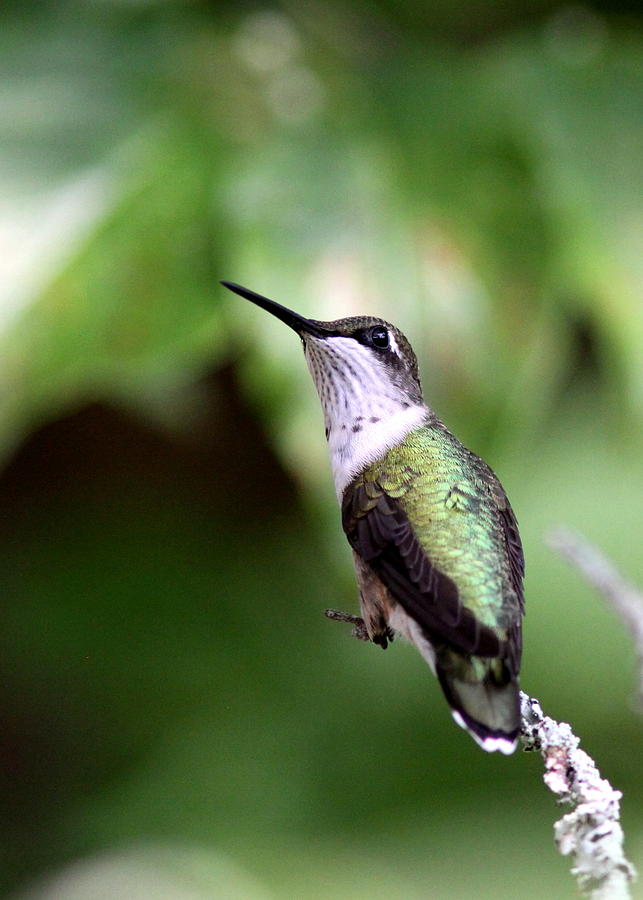 Hummingbird - Profile of a Young Photograph by Travis Truelove