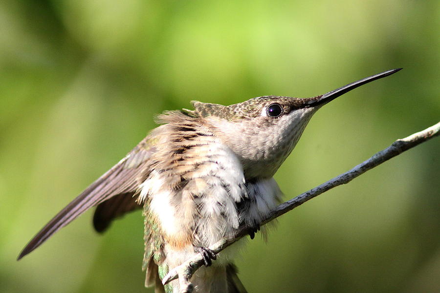Hummingbird - Ruby-throated Hummingbird - Stretch Time Photograph by Travis Truelove