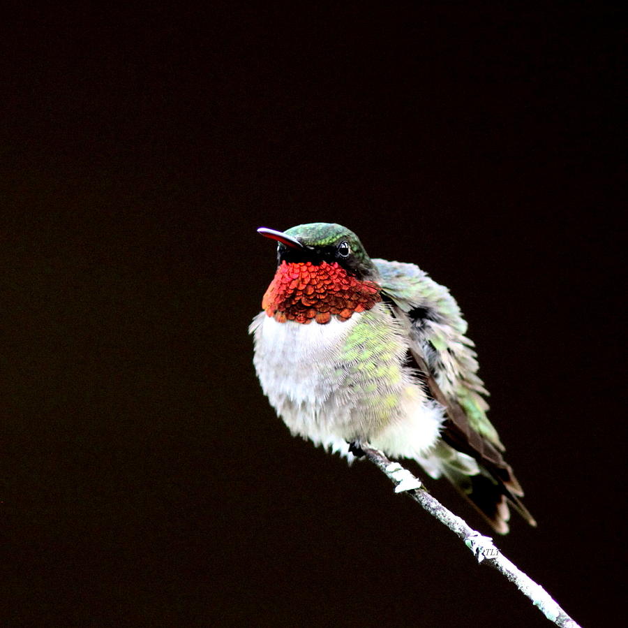 Hummingbird - Ruffled Feathers Photograph by Travis Truelove