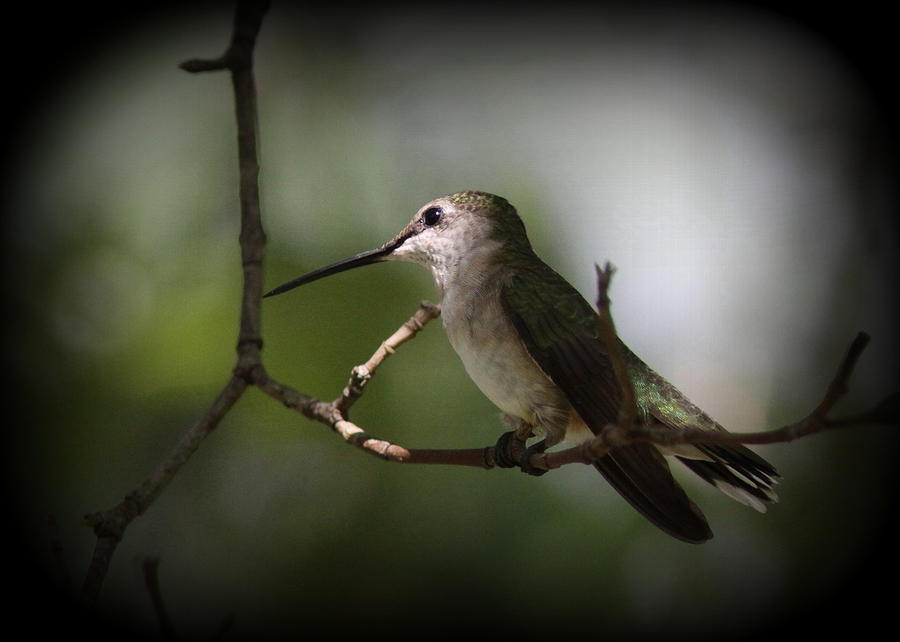 Hummingbird - Under the Canopy Photograph by Travis Truelove