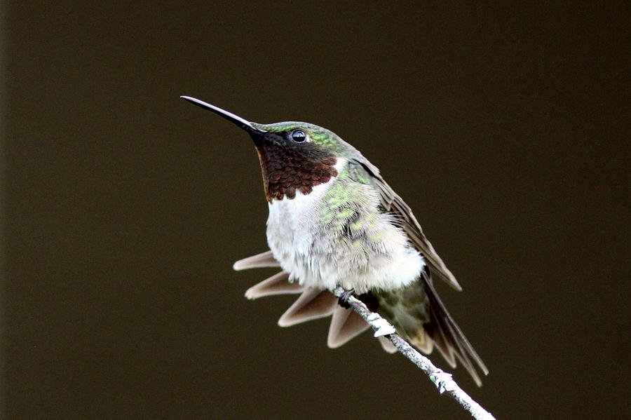 Hummingbird - Wide Tail Photograph by Travis Truelove