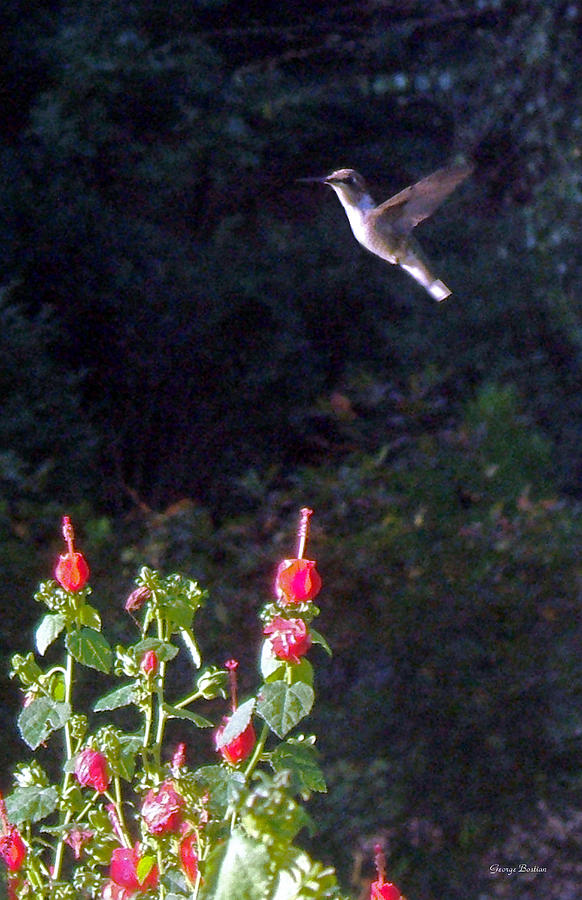 Hummingbird 005 Photograph by George Bostian