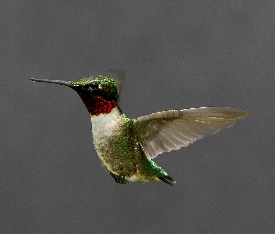 Hummingbird 1 Photograph by John Crothers