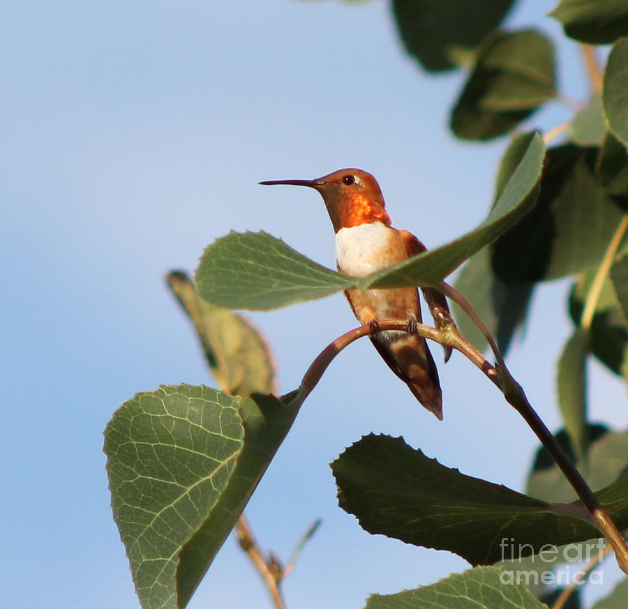 Hummingbird 11 Photograph by Pamela Walrath