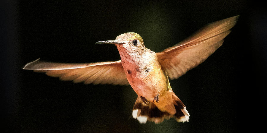 Hummingbird  Photograph by Albert Seger