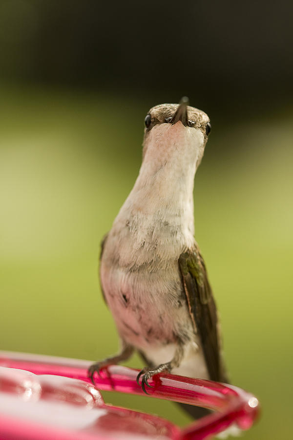 Hummingbird Alert Photograph by Trudy Wilkerson