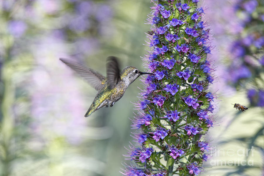 Hummingbird and Bee Photograph by Susan Gary