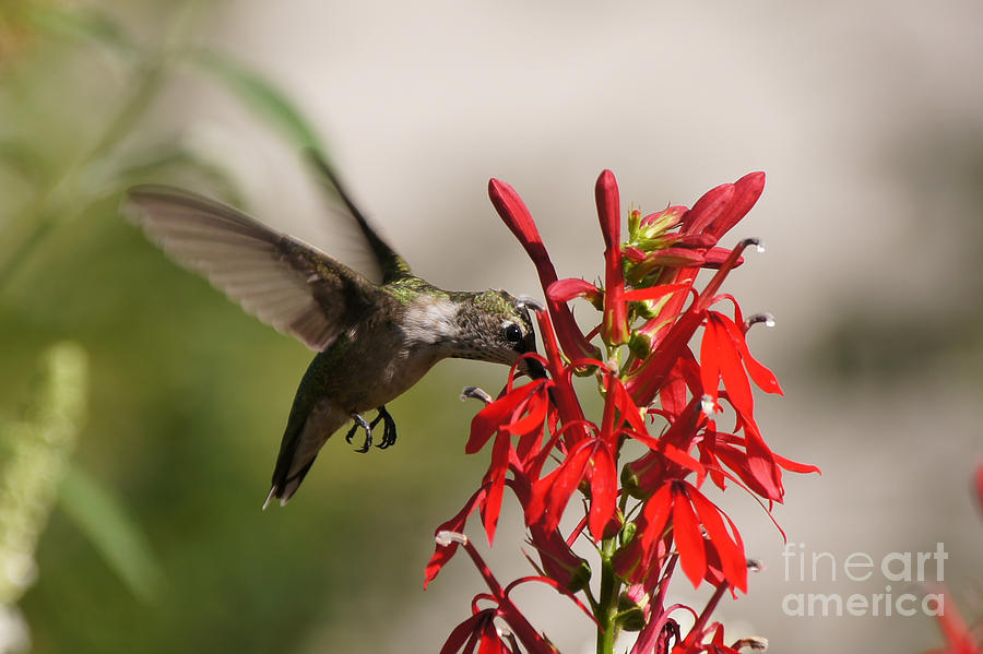 Hummingbird and Cardinal Flower 8069-1 Photograph by Robert E Alter Reflections of Infinity