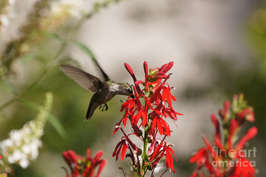 Hummingbird and Cardinal Flower 8069-2 Photograph by Robert E Alter Reflections of Infinity