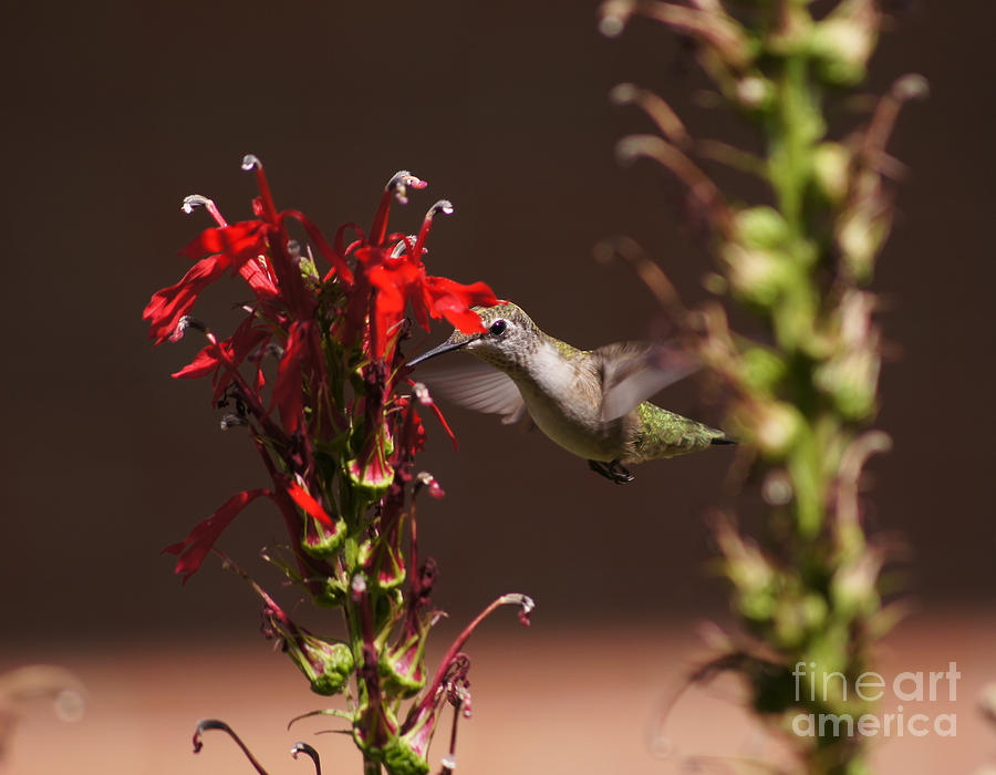 Hummingbird and Cardinal Flowers Photograph by Robert E Alter Reflections of Infinity