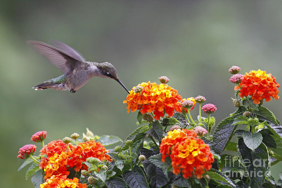 Flower Photograph - Hummingbird and Lantana by Kelly S Andrews