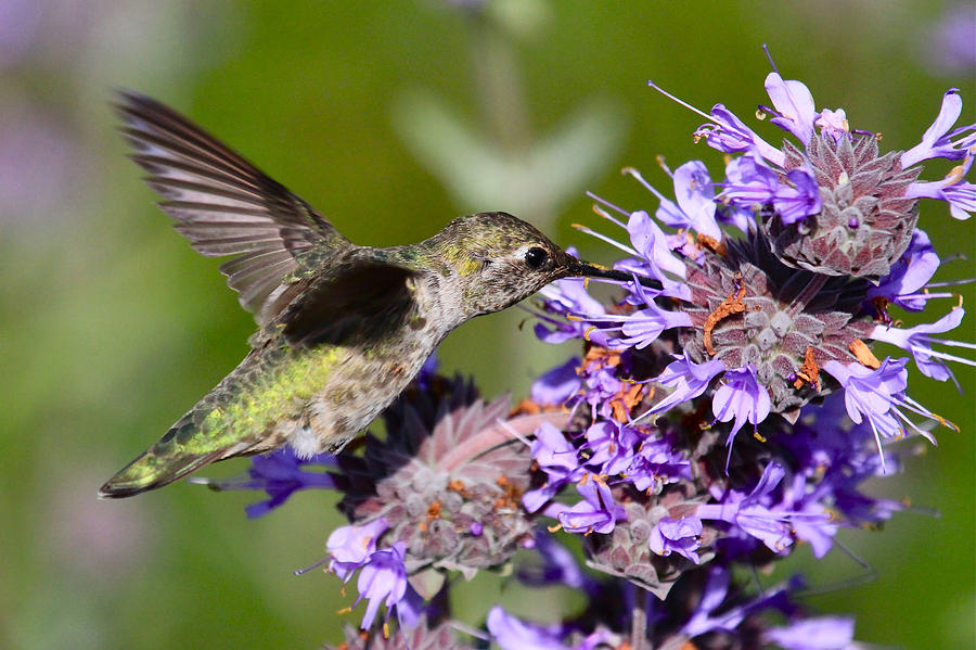 Hummingbird and Purple Flower Photograph by Paul Marto
