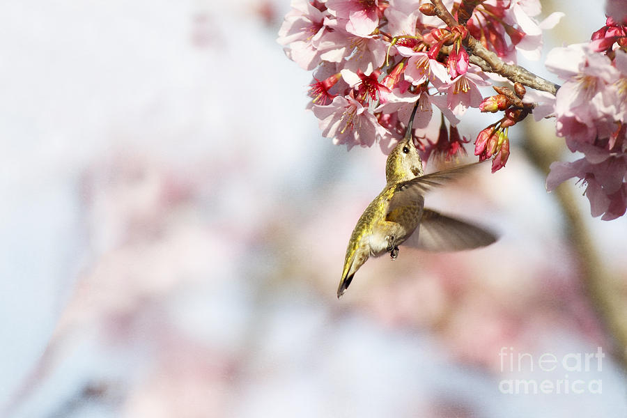 Hummingbird and Spring Blossoms Photograph by Susan Gary
