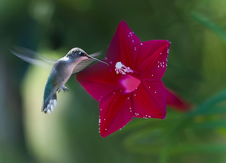 Hummingbird Photograph by Anna Rumiantseva