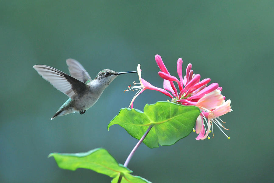 Bird Photograph - Hummingbird Approaching Honeysuckle by Alan Lenk