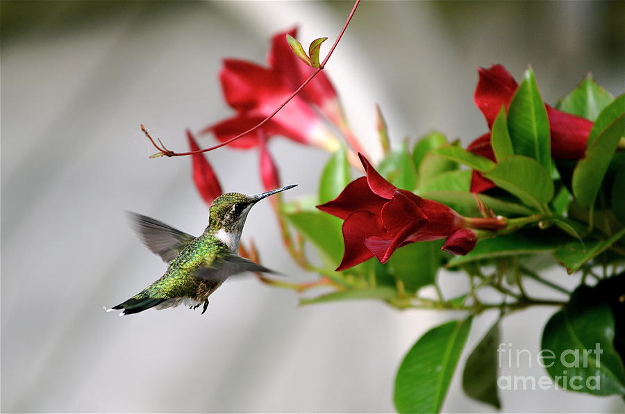 Hummingbird At Mandeville Photograph by Sue Stefanowicz