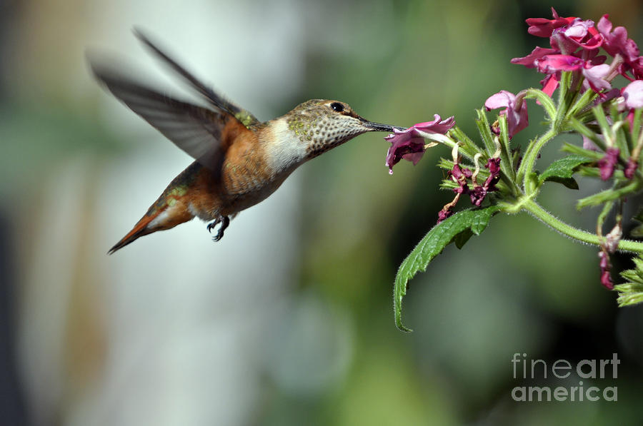 Hummingbird at pink Flowers I I Photograph by Laura Mountainspring