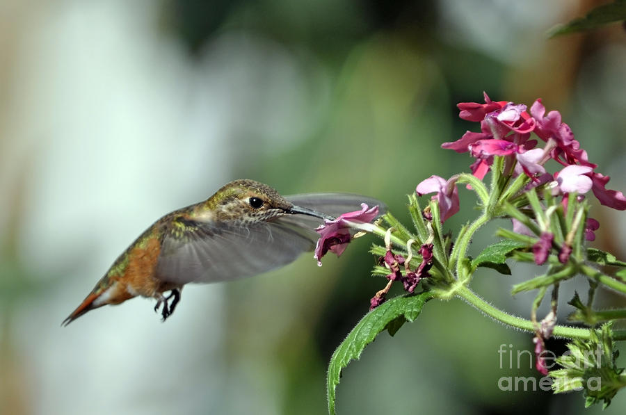 Hummingbird at pink Flowers Photograph by Laura Mountainspring