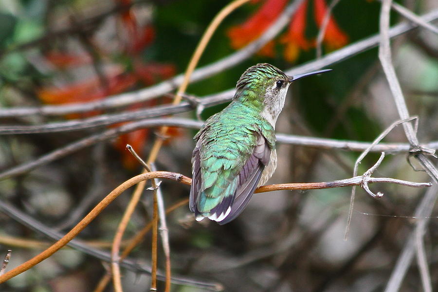 Hummingbird At Rest Photograph By Mike Stouffer Pixels