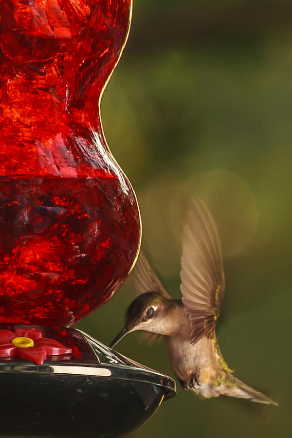 Hummingbird at the feeder Photograph by Keith Allen