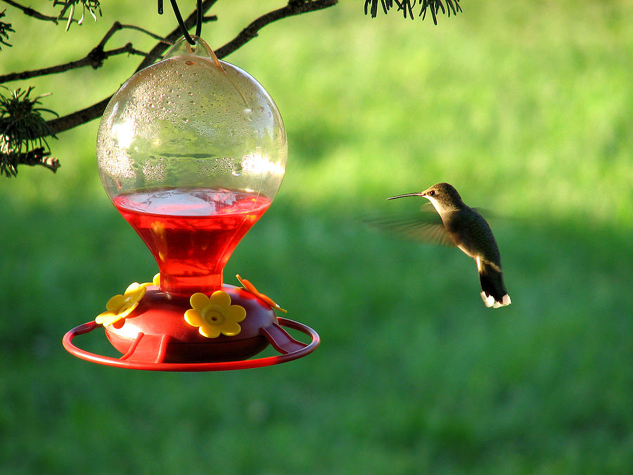 Hummingbird at the Feeder Photograph by Rick Wicker
