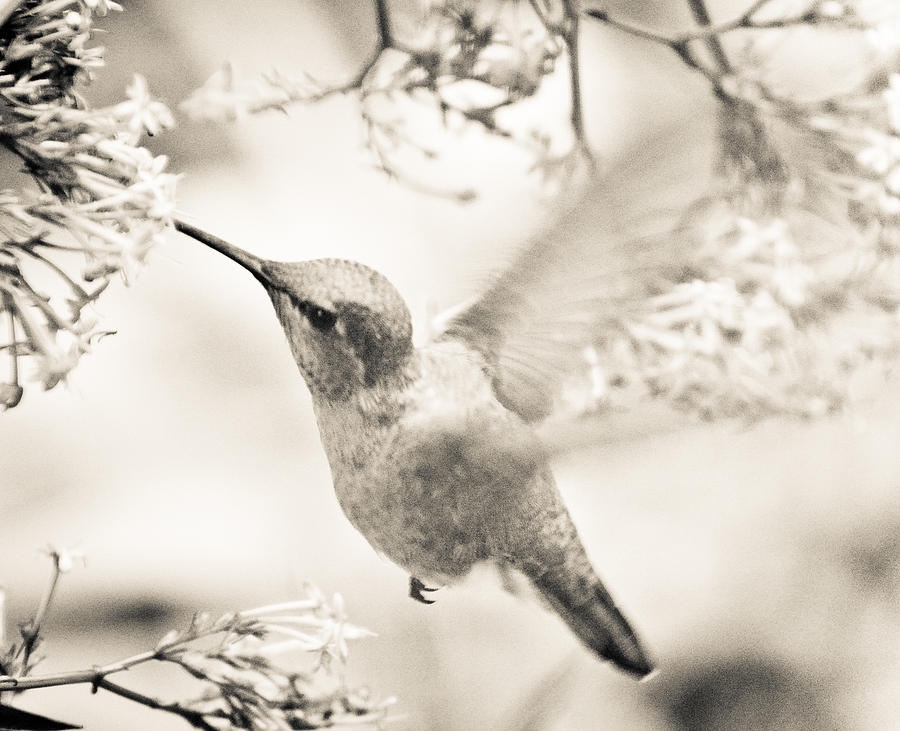 Hummingbird at the Valerian Photograph by Ronda Broatch