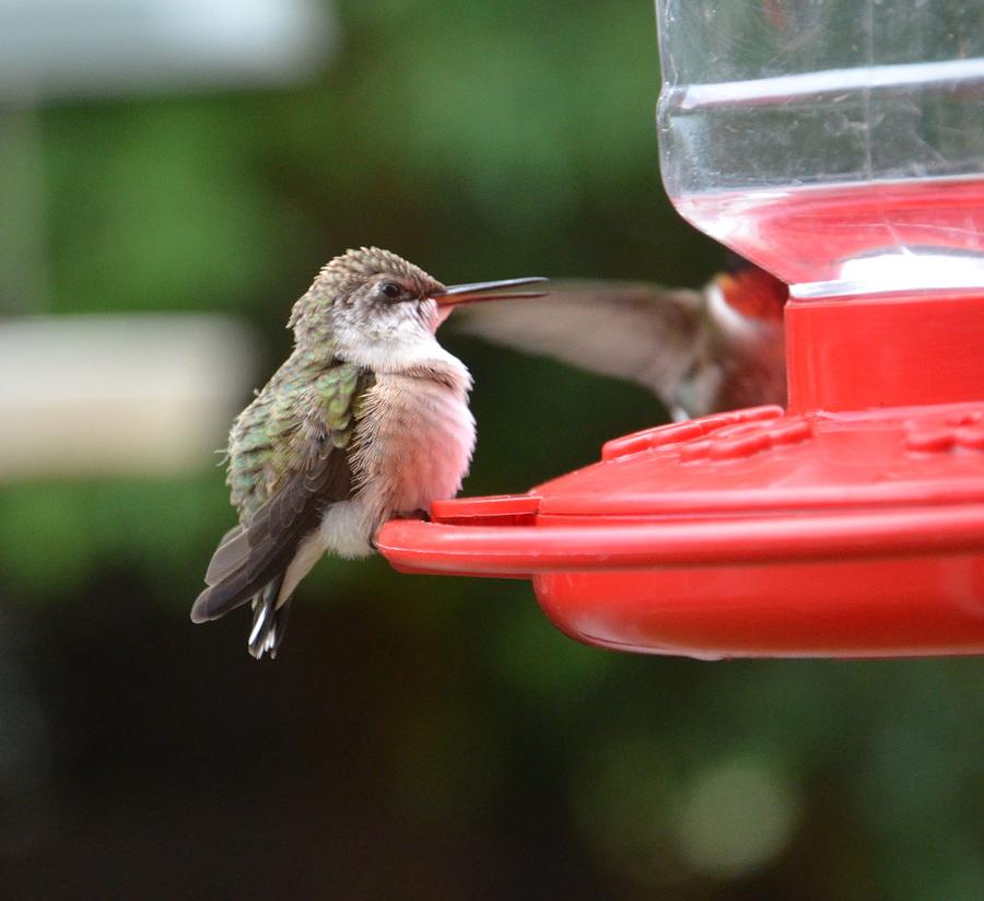 Hummingbird Baby Photograph by Dorrie Pelzer - Fine Art America