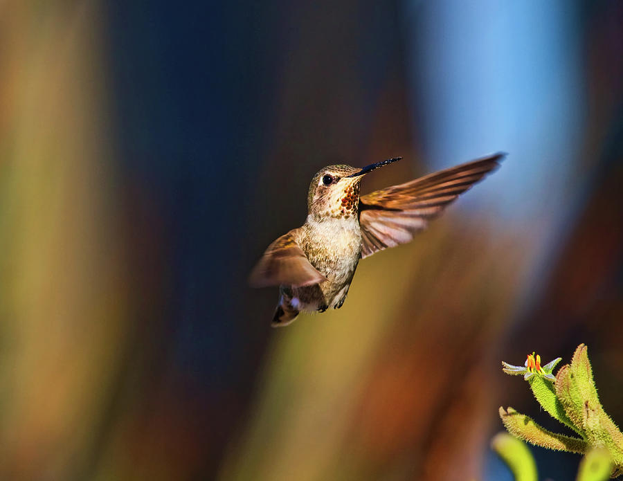 Hummingbird Photograph by Beth Sargent