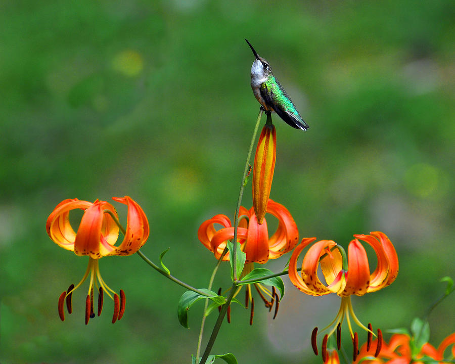 Hummingbird Blossom Photograph by Alan Lenk