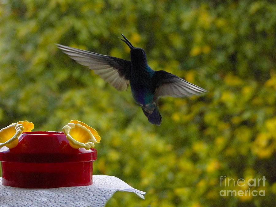 Hummingbird Photograph - Hummingbird Chirping by Al Bourassa