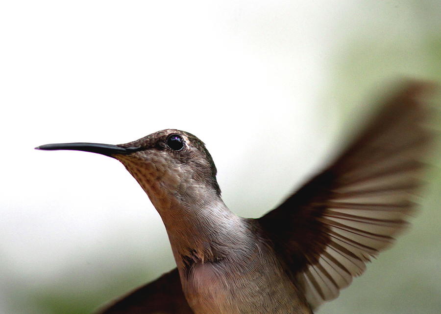 Hummingbird Photograph - Hummingbird - Closeup by Travis Truelove