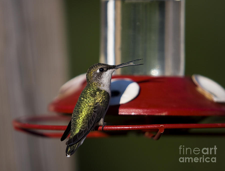 Hummingbird Photograph - Hummingbird Colibri 1 by Nicole  Cloutier Photographie Evolution Photography
