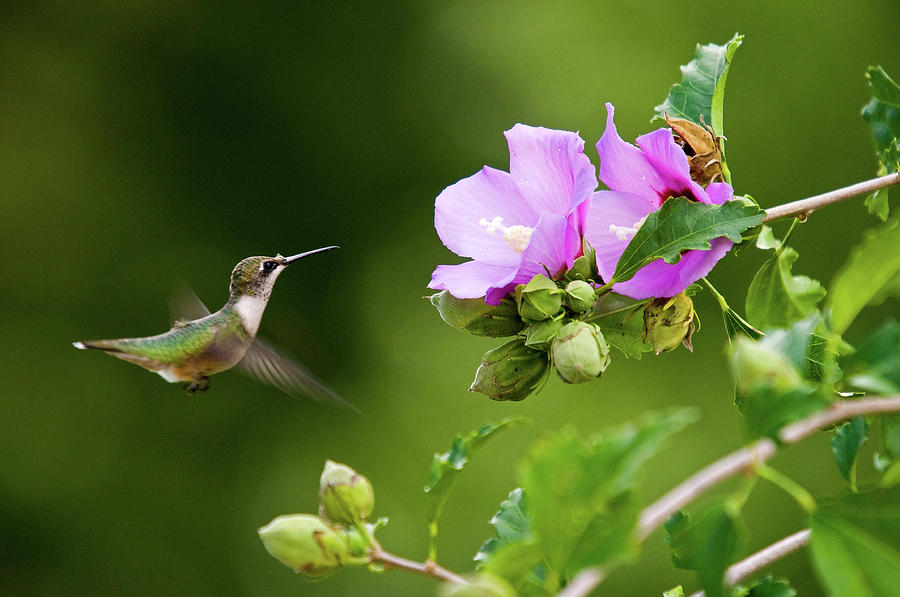 Hummingbird Delight Photograph by Steve Stuller